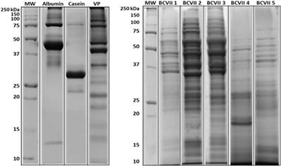 Development of Potential Yeast Protein Extracts for <mark class="highlighted">Red Wine</mark> Clarification and Stabilization